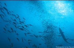 Baitfish-Bubbles-Barracuda
Canon Rebel 200 24mm Wide Kod... by Joseph Vacanti 